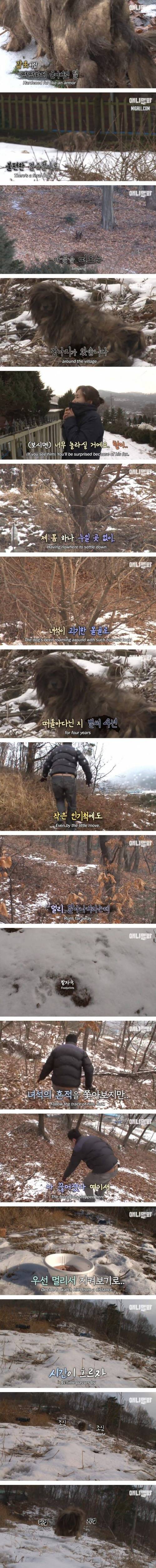 [스압] 4년째 할아버지를 기다리는 떠돌이 누더기 개.jpg