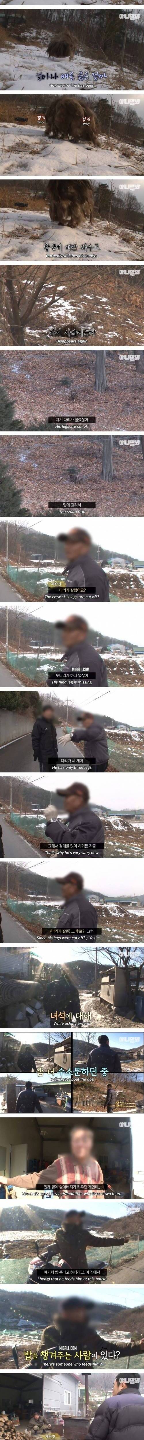 [스압] 4년째 할아버지를 기다리는 떠돌이 누더기 개.jpg