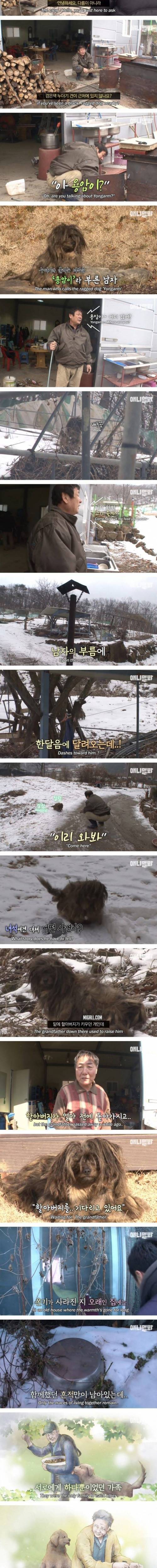 [스압] 4년째 할아버지를 기다리는 떠돌이 누더기 개.jpg