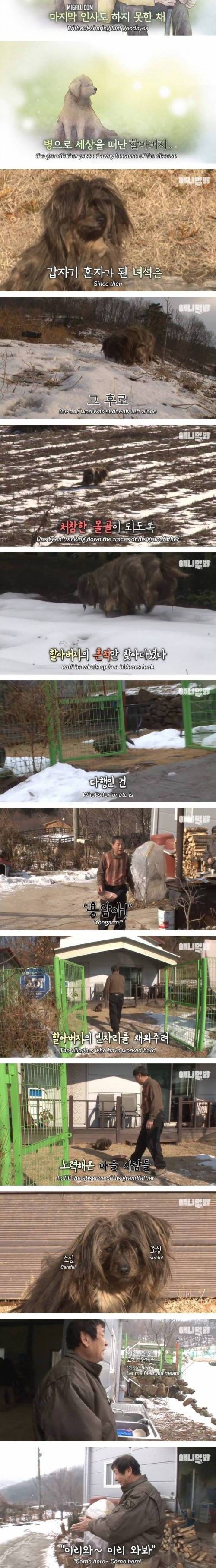 [스압] 4년째 할아버지를 기다리는 떠돌이 누더기 개.jpg