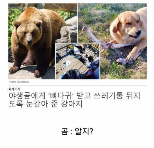 뇌물받은 댕댕이.jpg