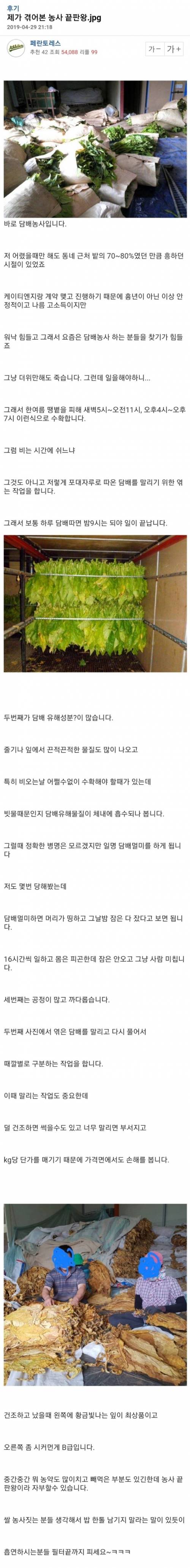 농사 중 끝판왕이라는 담배 농사.jpg