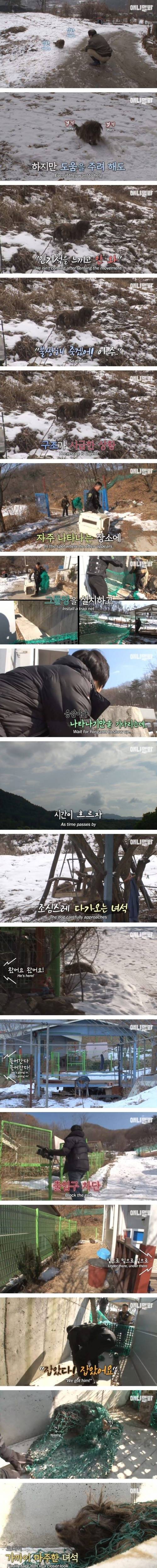 [스압] 4년째 할아버지를 기다리는 떠돌이 누더기 개.jpg