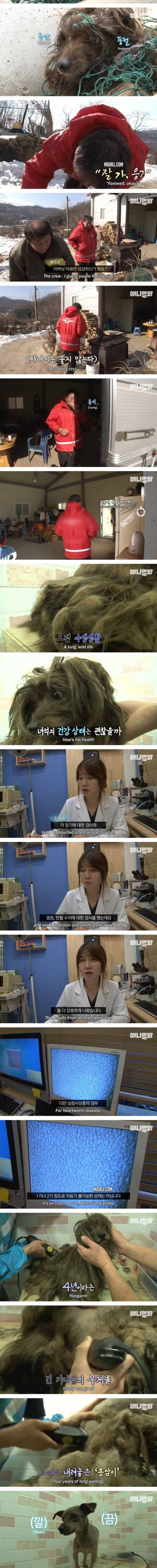 [스압] 4년째 할아버지를 기다리는 떠돌이 누더기 개.jpg