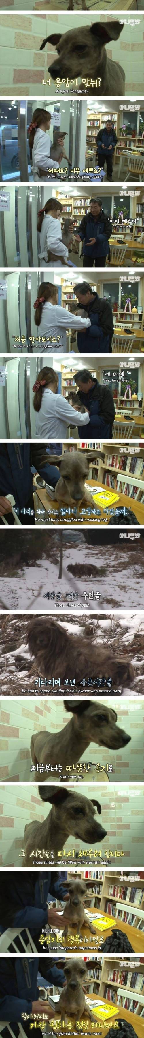 [스압] 4년째 할아버지를 기다리는 떠돌이 누더기 개.jpg