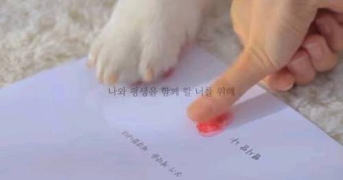 강아지랑 동거계약서를 쓴다면?