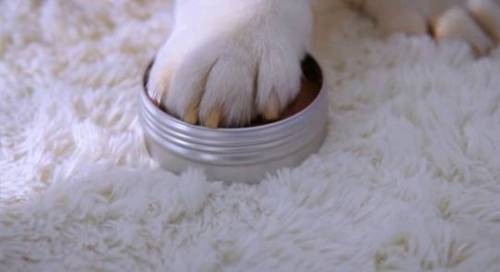 강아지랑 동거계약서를 쓴다면?