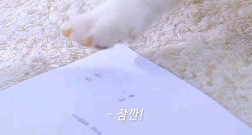 강아지랑 동거계약서를 쓴다면?