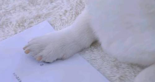 강아지랑 동거계약서를 쓴다면?