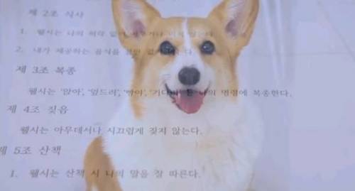 강아지랑 동거계약서를 쓴다면?