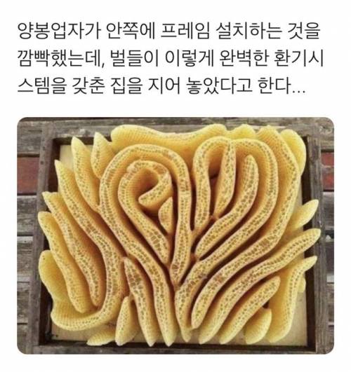 벌들이 지은 집.jpg