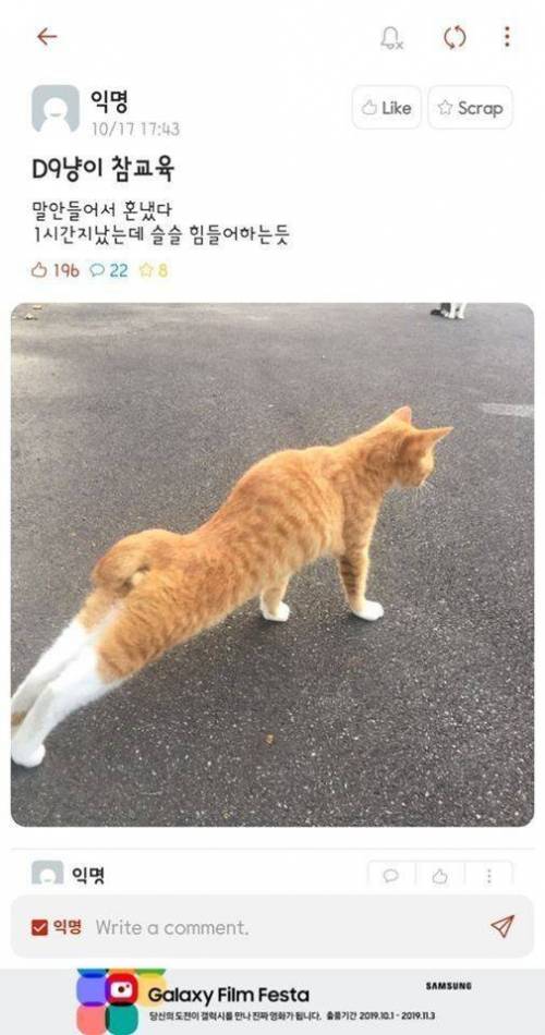 버릇없는 고양이 교육법.jpg