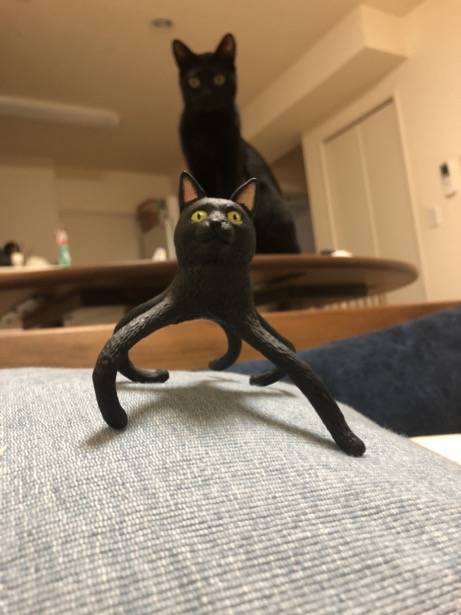 자신의 피규어를 선물받은 고양이.jpg