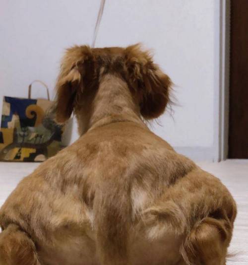 3대 500치는 강아지 근황.jpg