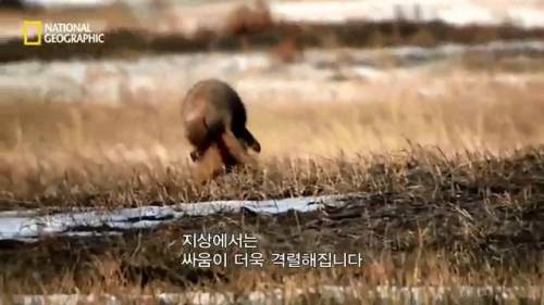 [스압] 출산후 언니와 대판 싸우게된 프레리도그