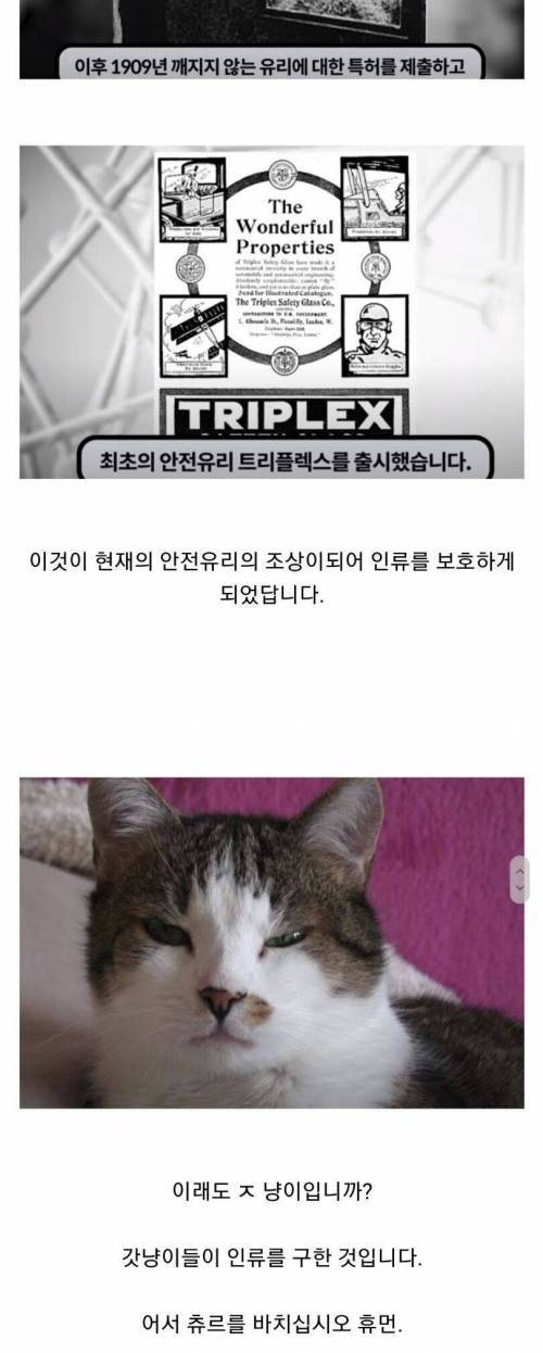 [스압] 많은 사람을 구한 갓냥이.jpg