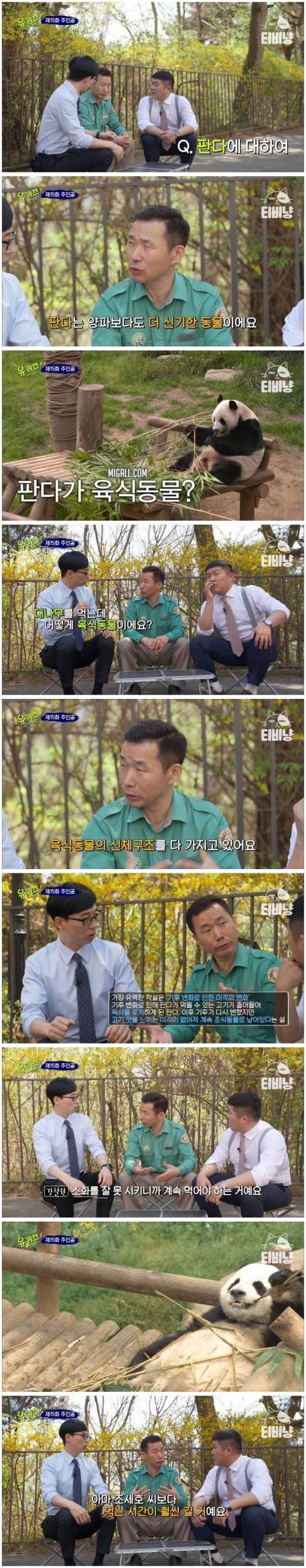 판다는 육식 동물이다.jpg