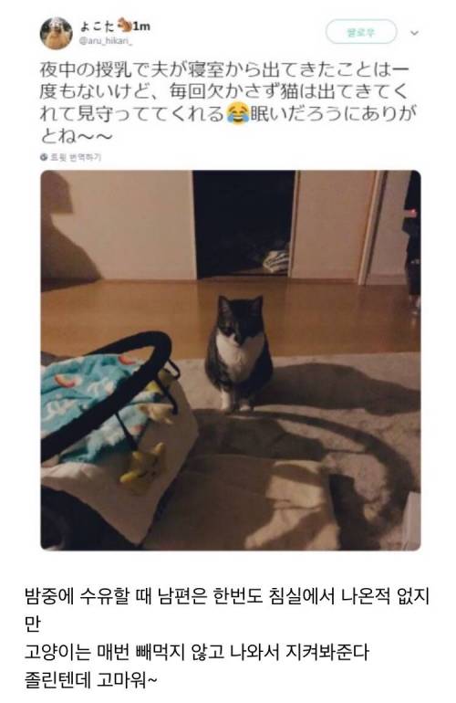 공동육아 습성이 있는 고양이.jpg