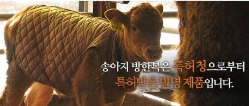 [스압] 겨울에 송아지들 따뜻하라고 해주는것들