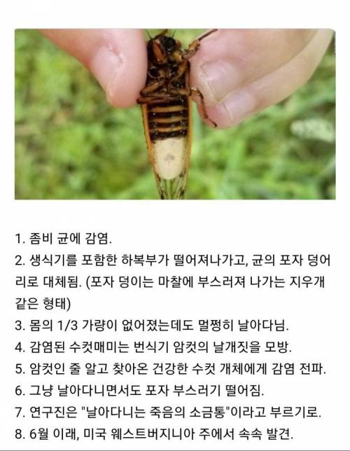 미국에서 발견된 좀비 매미.jpg