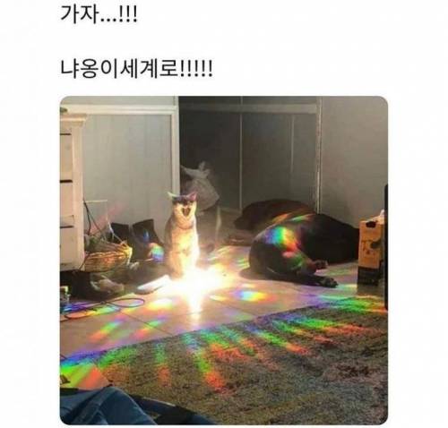 가자!! 냐옹이의 세계로!!.jpg
