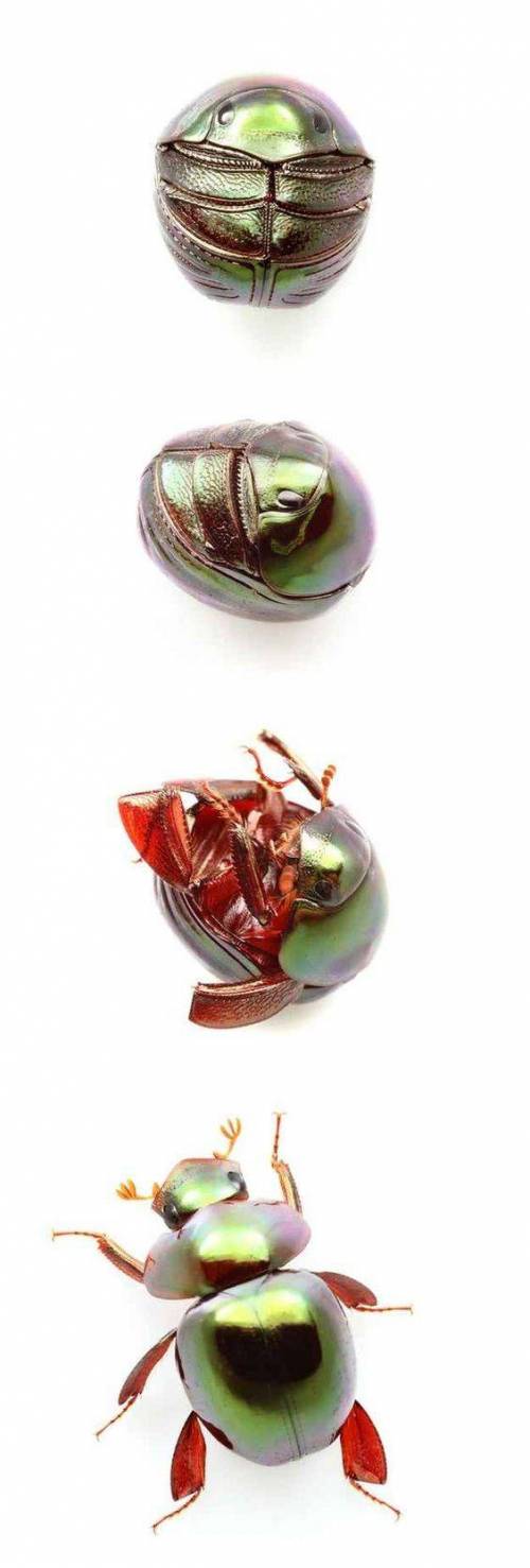 [스압] 신기하게 생긴 벌레들.jpg