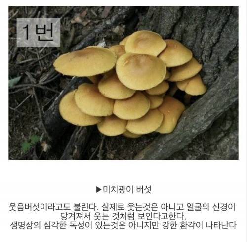 [스압] 마트에서 파는 버섯만 먹어야하는 이유