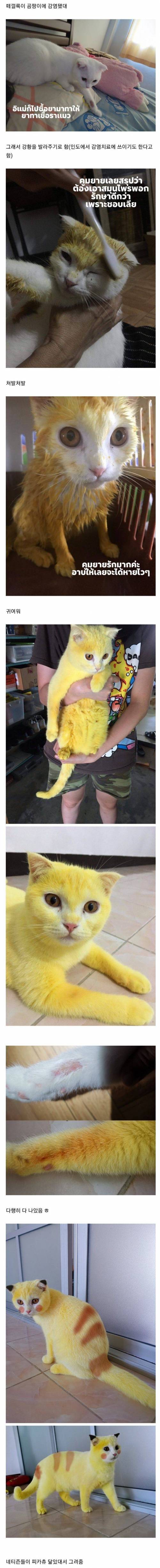 곰팡이에 감염된 고양이.jpg