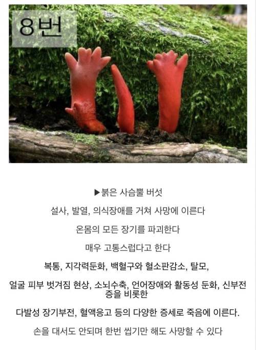 [스압] 마트에서 파는 버섯만 먹어야하는 이유