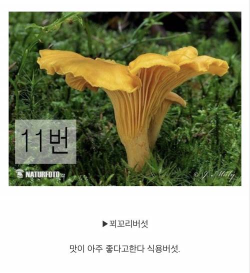 [스압] 마트에서 파는 버섯만 먹어야하는 이유