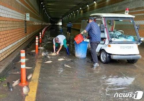 한강에서 떠밀려온 물고기들 구출 현장.jpg