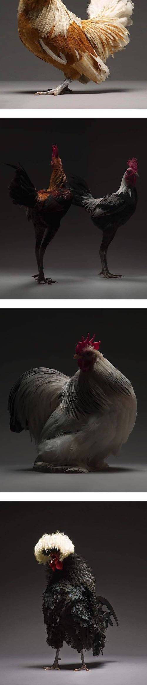 [스압] 카리쓰마 넘치는 닭 사진들.jpg