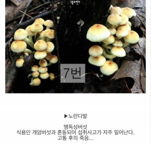 [스압] 마트에서 파는 버섯만 먹어야하는 이유