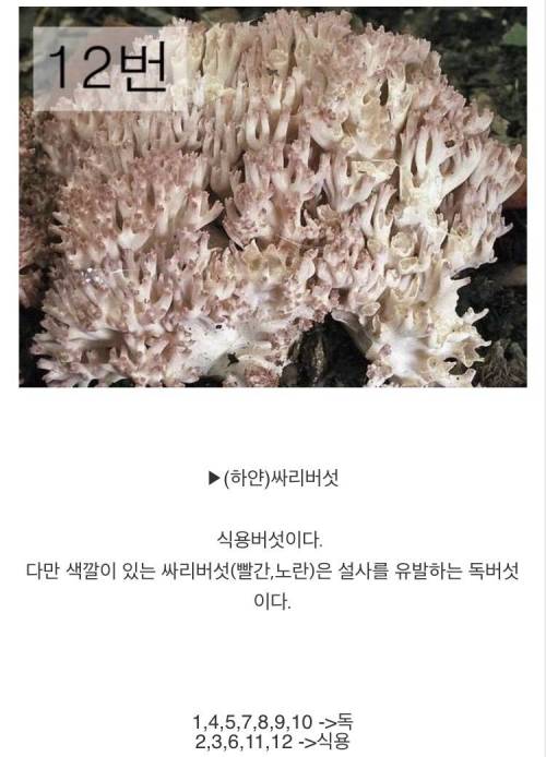 [스압] 마트에서 파는 버섯만 먹어야하는 이유