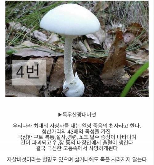 [스압] 마트에서 파는 버섯만 먹어야하는 이유