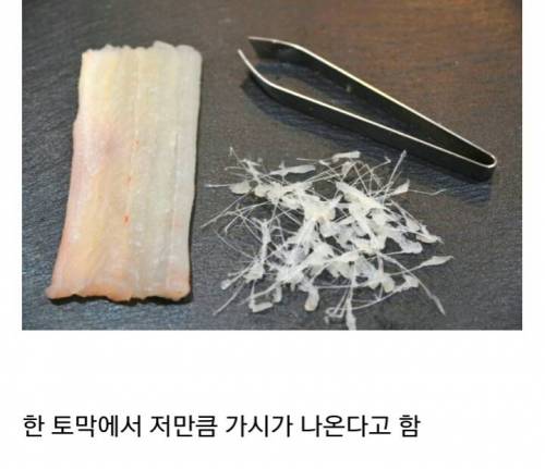 붕장어의 위험성.jpg