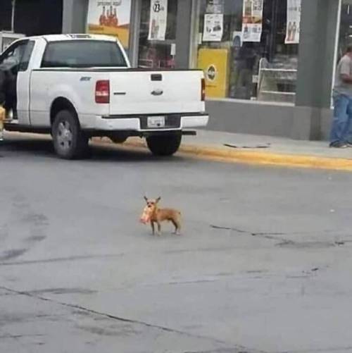 자가격리 심부름 레전드.jpg