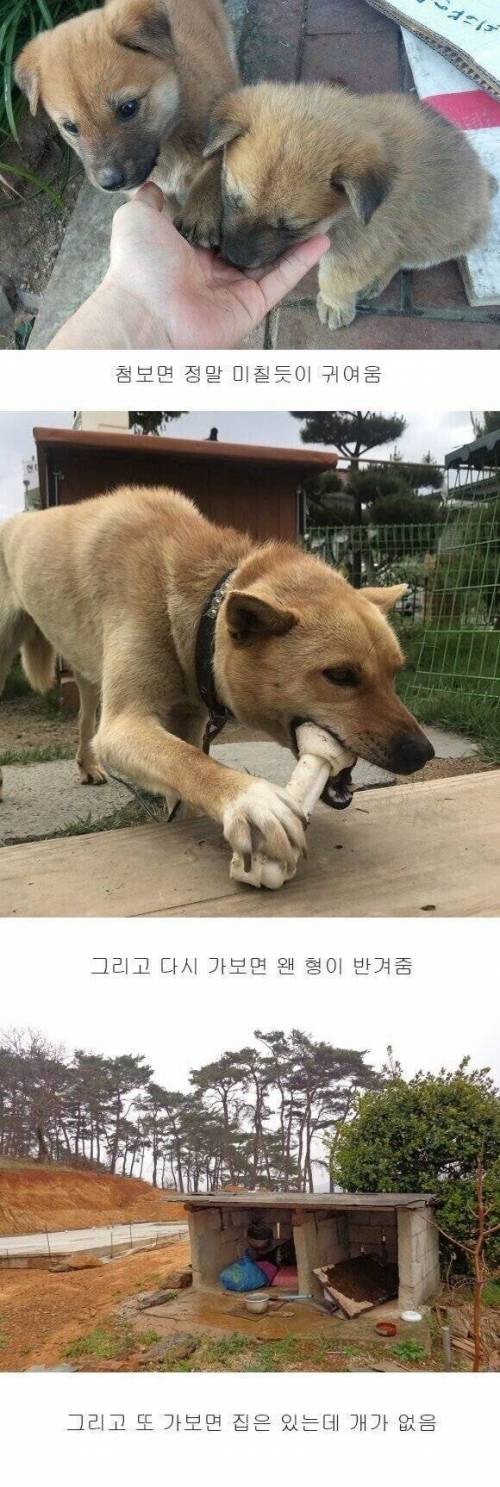 시골 댕댕이 특징.jpg