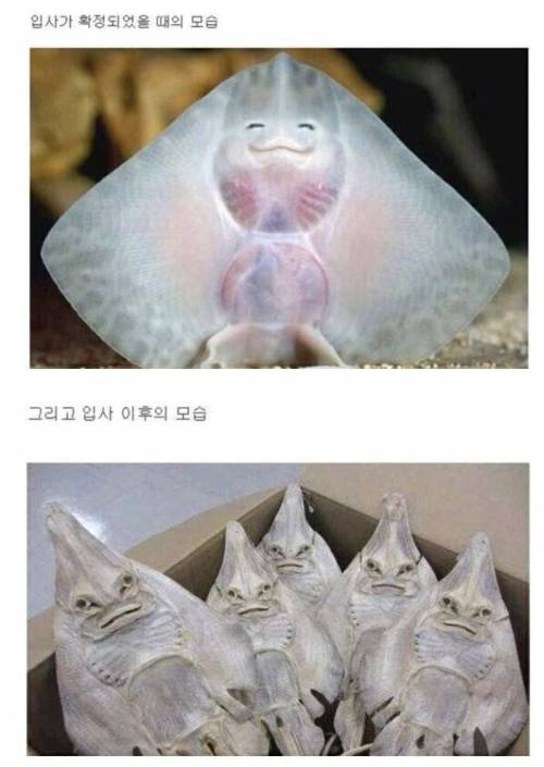 직장 입사 전후 비교.jpg