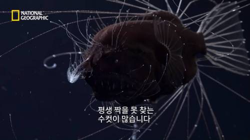 드넓고 황폐한 심해.jpg