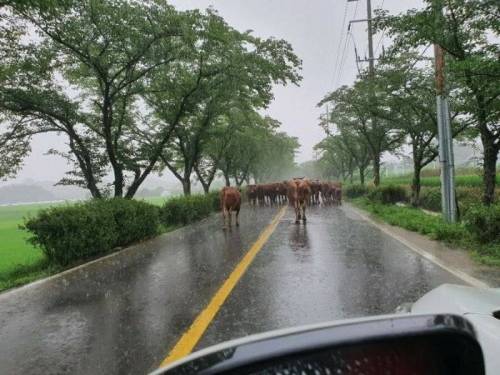 이시국에 전남 구례군에서 우중런 하는중