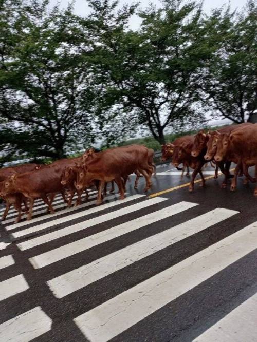 이시국에 전남 구례군에서 우중런 하는중