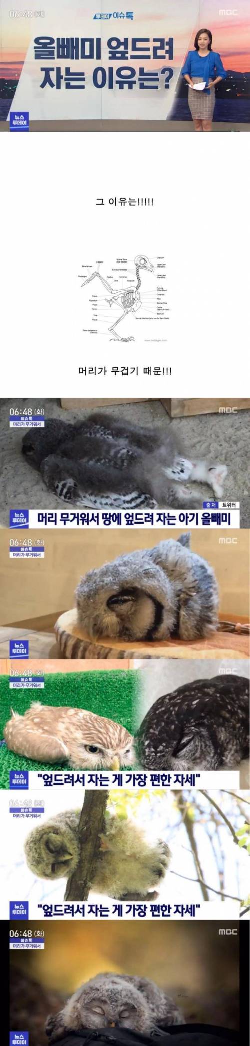 올빼미 엎드려 자는 이유는?.jpg