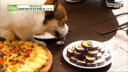 [스압] 강아지 수제간식 근황.jpg