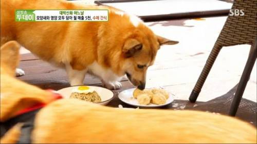 [스압] 강아지 수제간식 근황.jpg