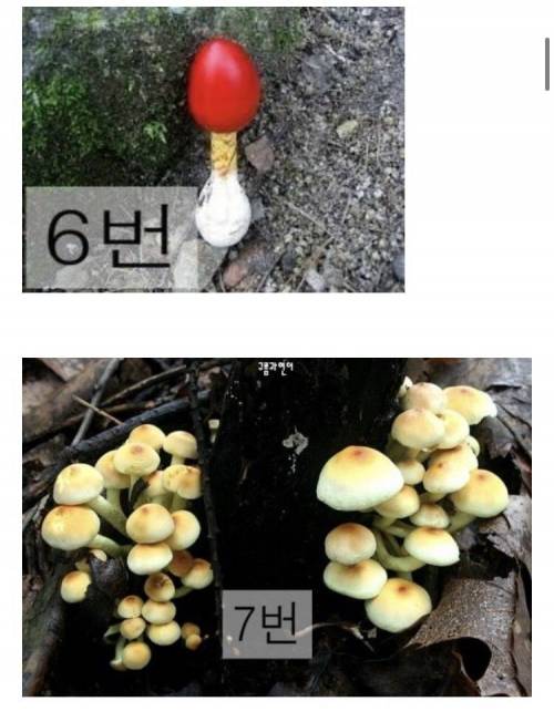 [스압] 마트에서 파는 버섯만 먹어야하는 이유