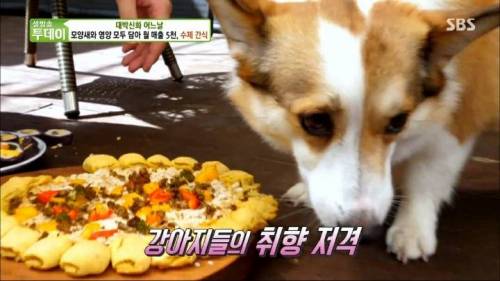[스압] 강아지 수제간식 근황.jpg