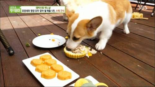 [스압] 강아지 수제간식 근황.jpg