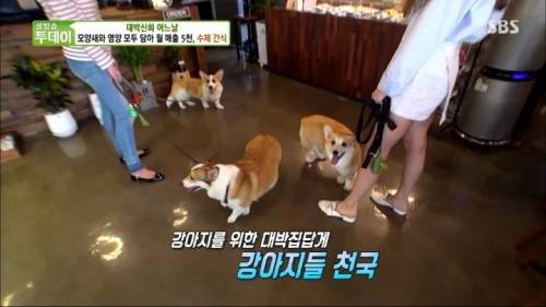 [스압] 강아지 수제간식 근황.jpg
