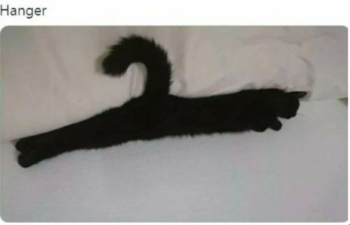 옷걸이인지 고양이인지 논란중